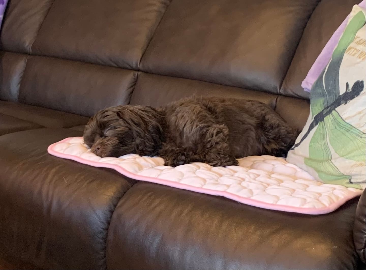 Customer photo review of ChillPaws™ Cooling Mat