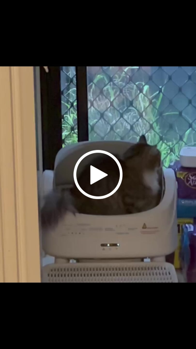 Customer video review of Petbuds™ Open One App Monitoring Self-Cleaning Litter Box with Open Design