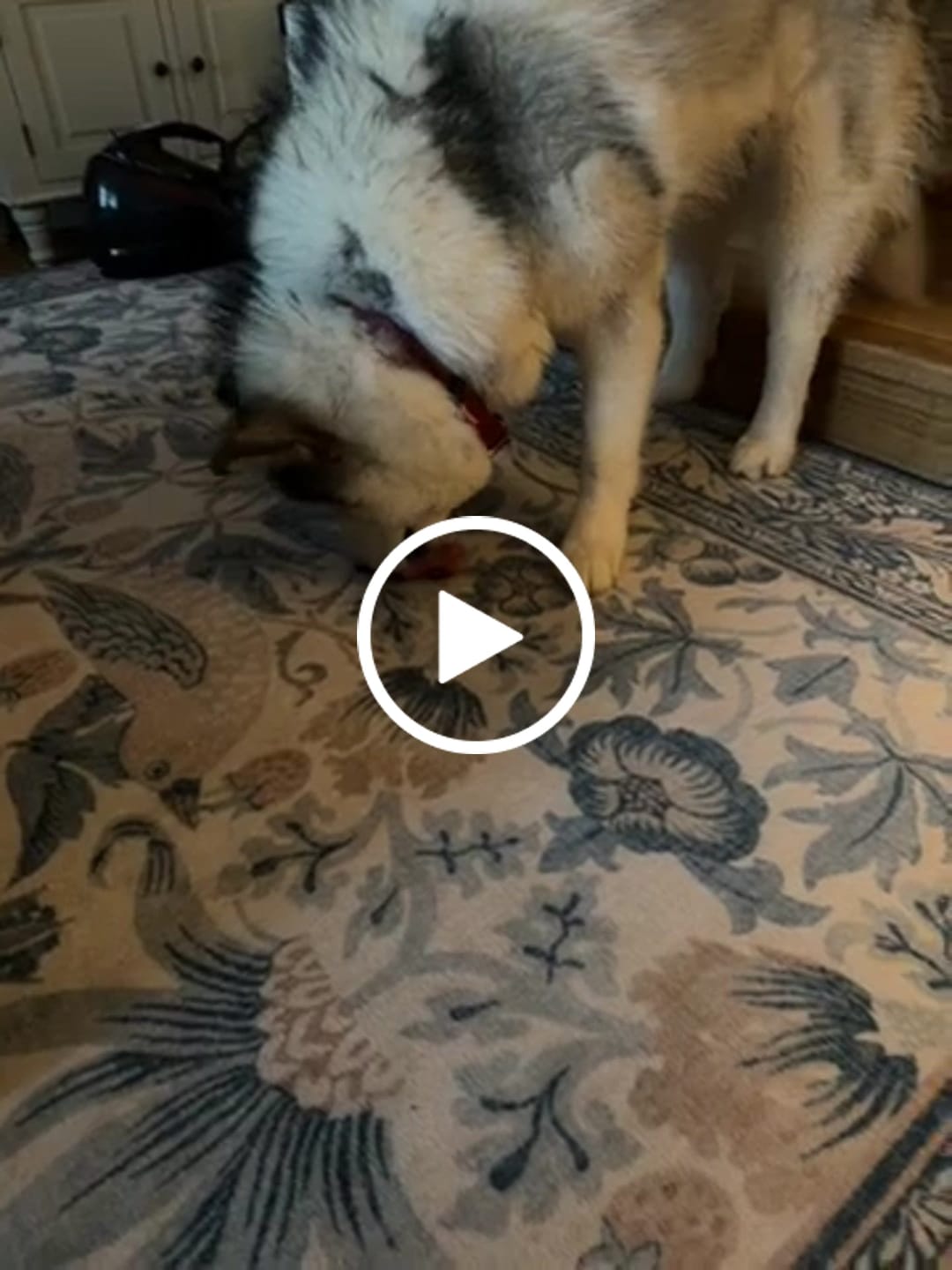 Customer video review of Himalyan yak chew XL (Extra large)