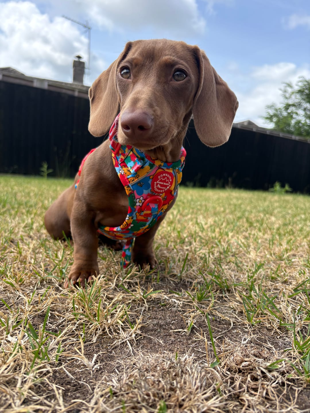 Customer photo review of Disney© Tough Trails™ Harness - Winnie Goes Retro