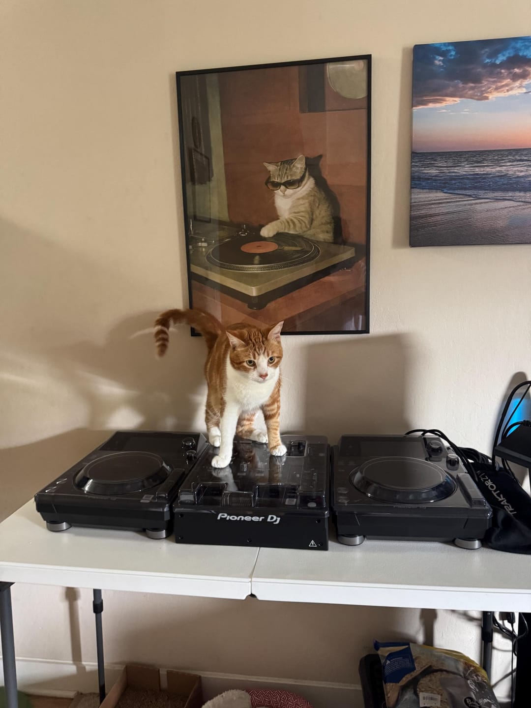 Customer photo review of DJ Cat Canvas Wall Art - Funny Vintage Music Room Decor