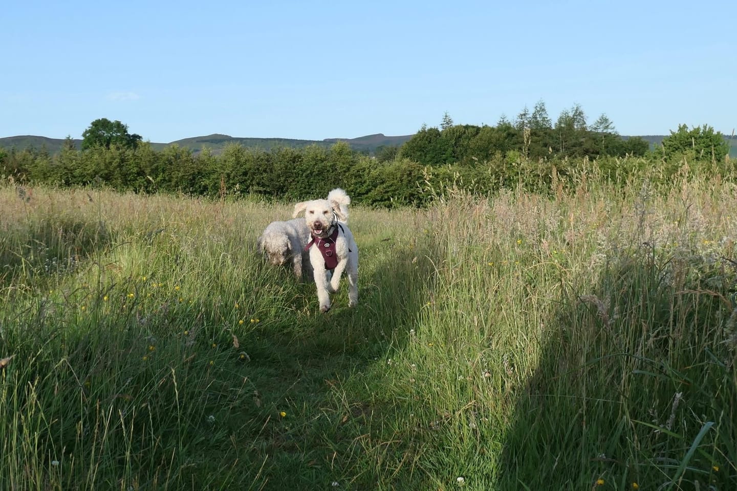 Customer photo review of Trail & Glow® Dog Harness - Mulberry Tweed