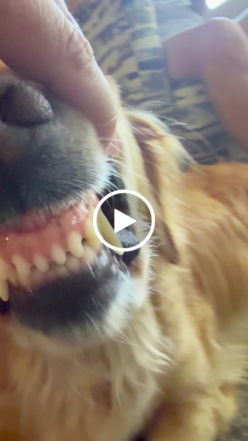 Customer video review of 6 Inch Monster Bully Stick