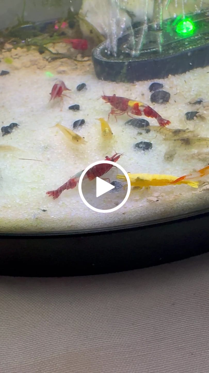 Customer video review of Orange Rili Shrimp