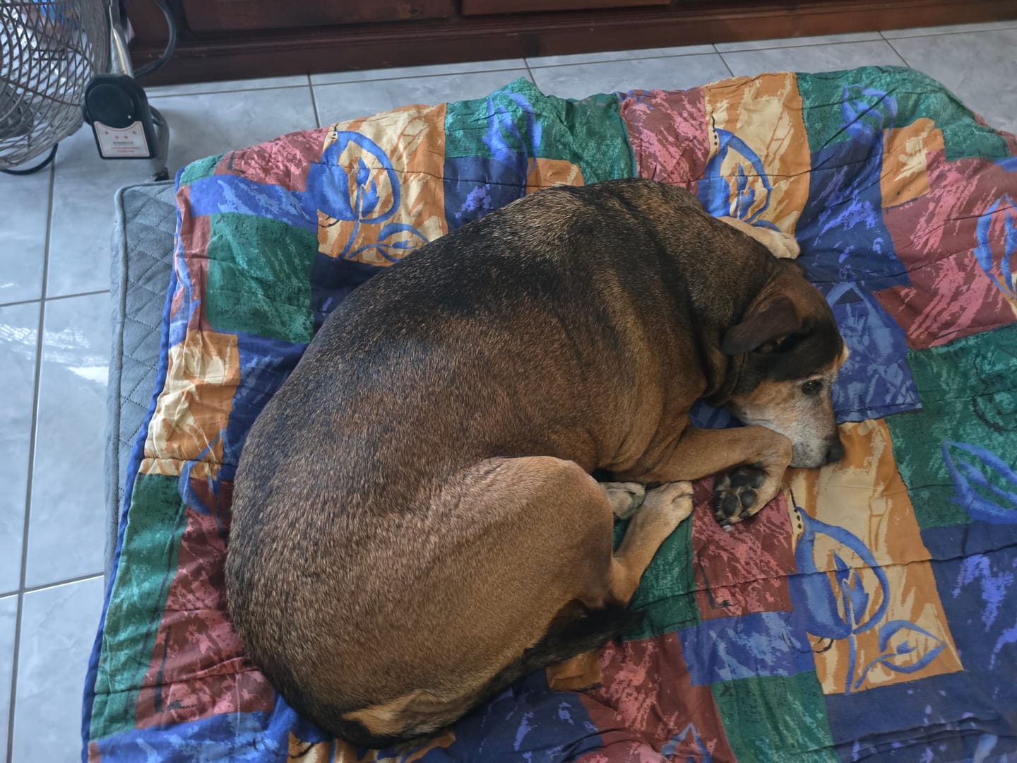 Customer photo review of Orthopedic Memory Foam Dog Bed