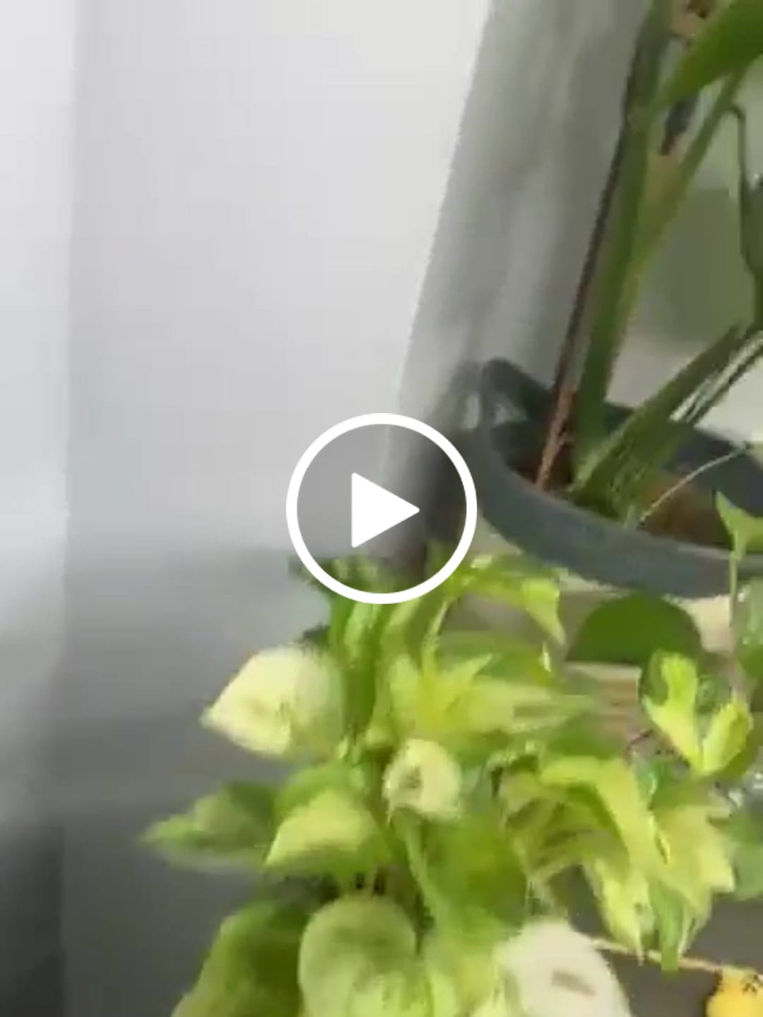 Customer video review of Stella - Modular ladder support