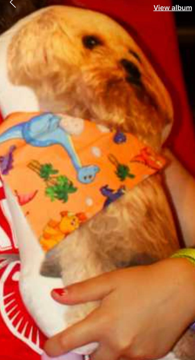Customer photo review of Pet Pillow Looks Like Your Pet, Customize Dog Shaped Pillow with Pet Photo - ThePetPillow
