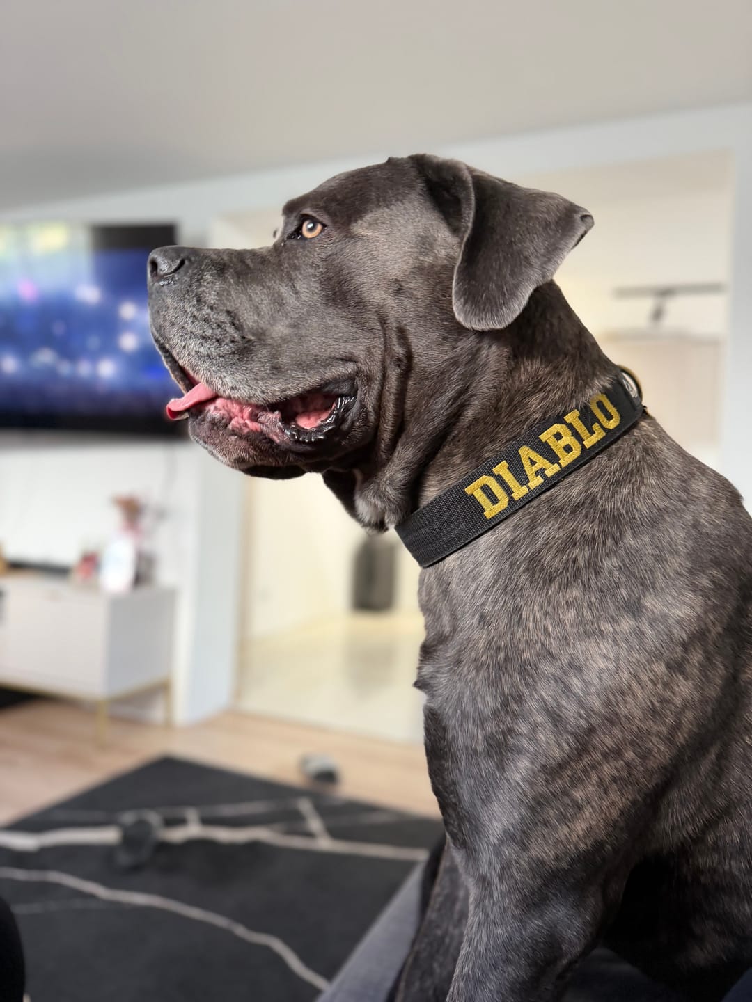 Customer photo review of Obroża dla psa z imieniem - Personal Extreme