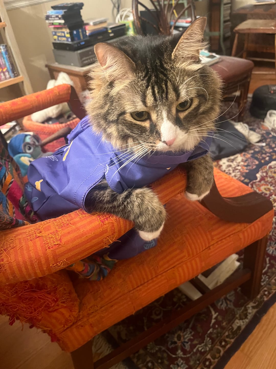 Customer photo review of Kitastic Cat Carrier