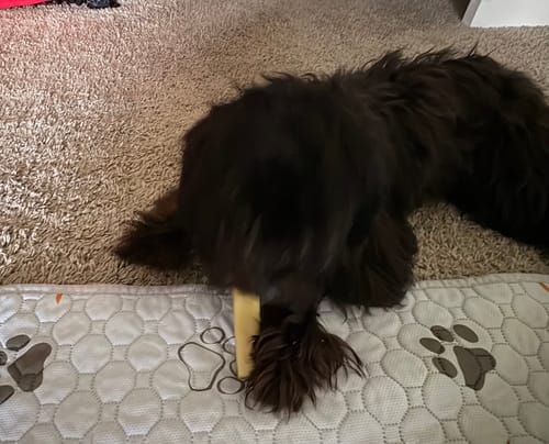 Customer photo review of Himalayan Yak Chews — 4 Flavor Variety Pack | Find Your Dog's Favorite (CA)