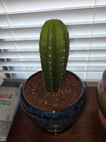 Customer photo review of Trichocereus Pachanoi | Non-PC San Pedro Cactus