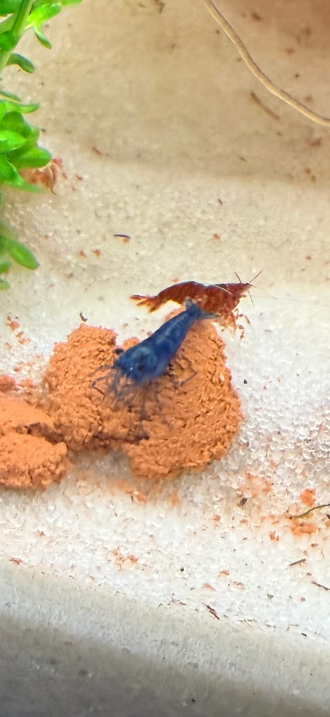 Customer photo review of Green Jade Shrimp