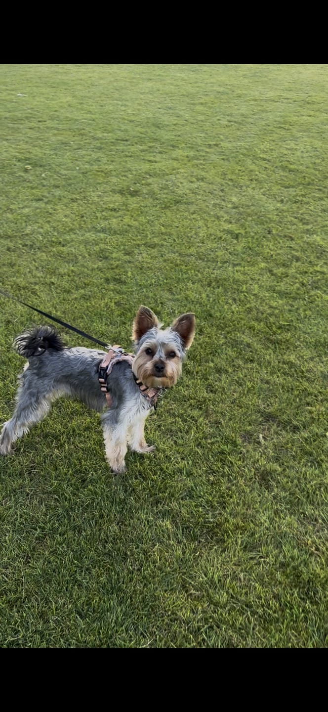 Customer photo review of Disney© Tough Trails™ Harness - Disney Dogs