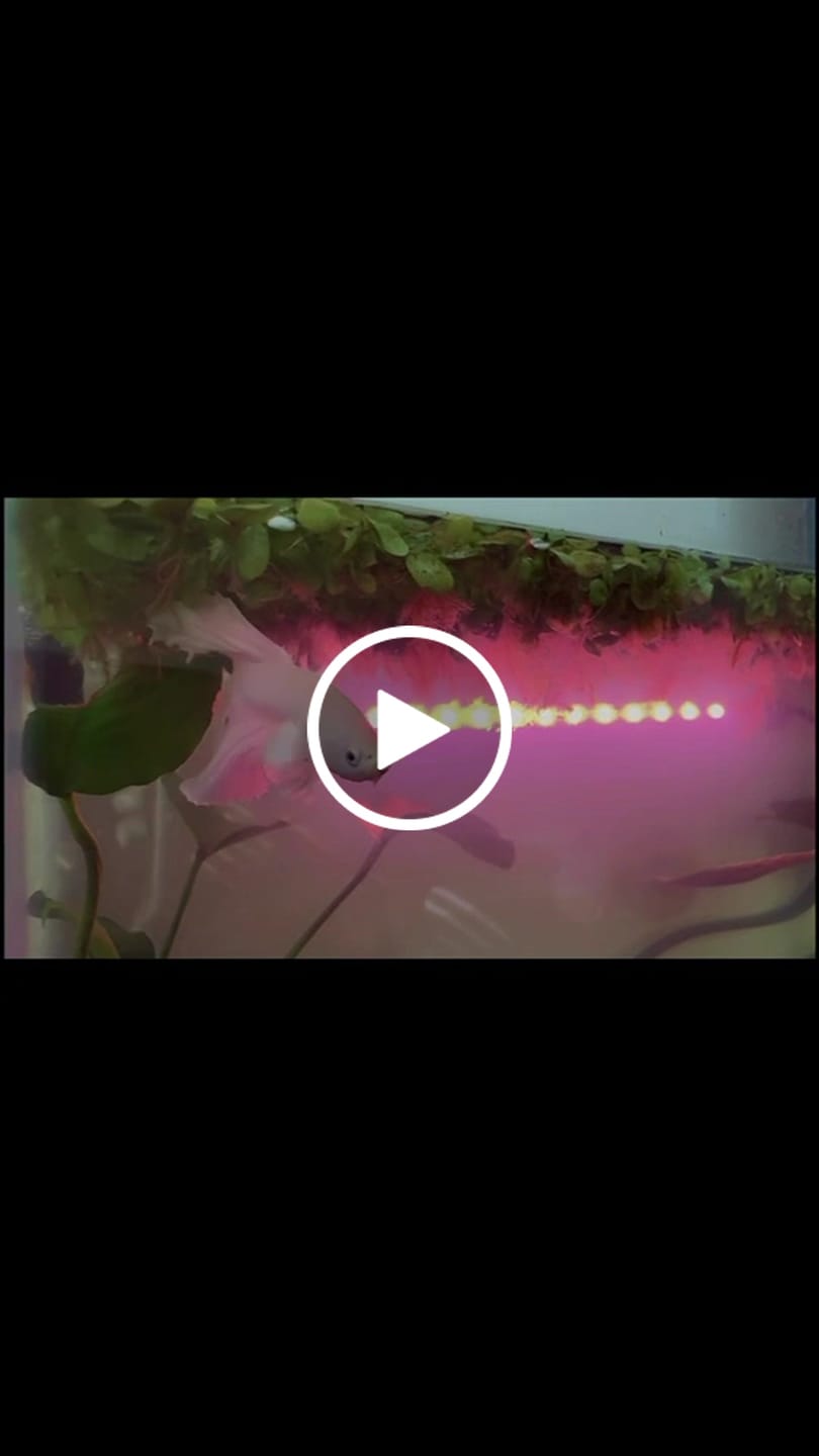 Customer video review of Super White Dumbo Ear Halfmoon Male Betta Fish