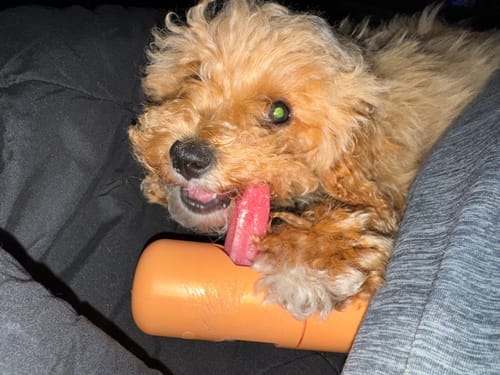 Customer photo review of Himalayan Yak Chews — 6 Flavor Variety Pack | Find Your Dog's Favorite (CA)