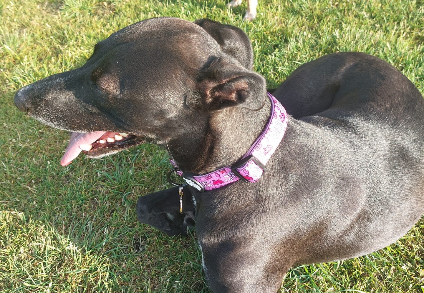 Customer photo review of Needy bi**h collar