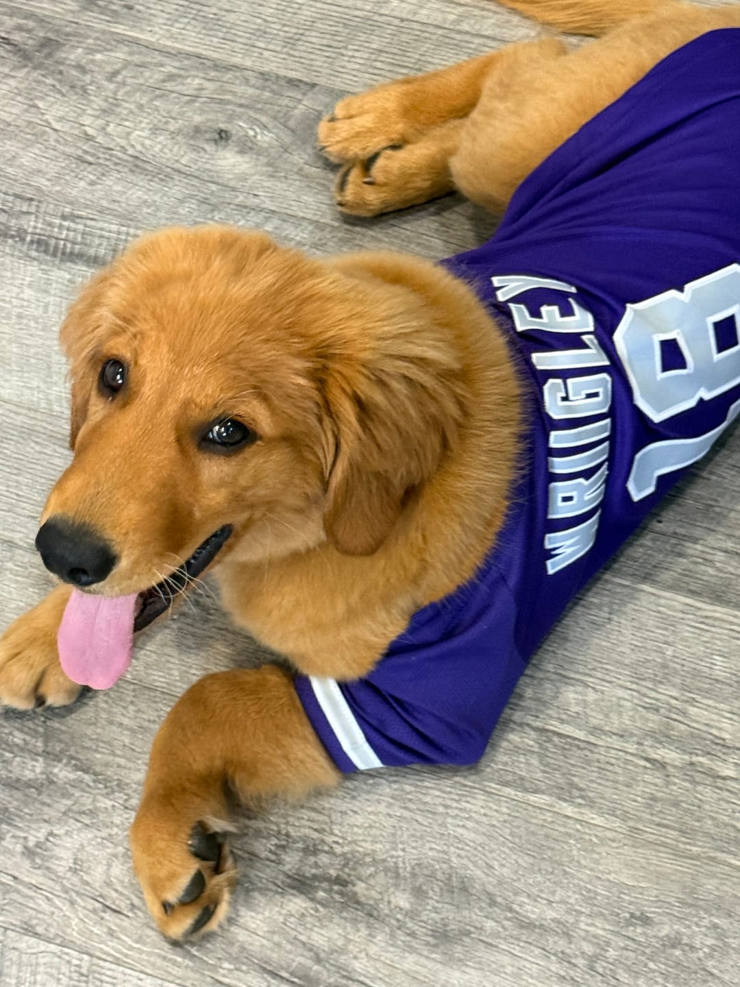 Customer photo review of Custom Purple Gray-White Classic Style Dog Jersey