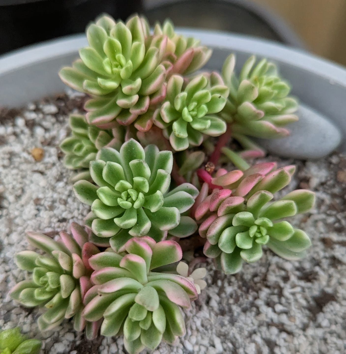 Customer photo review of Sedum Joyce Tulloch Variegata