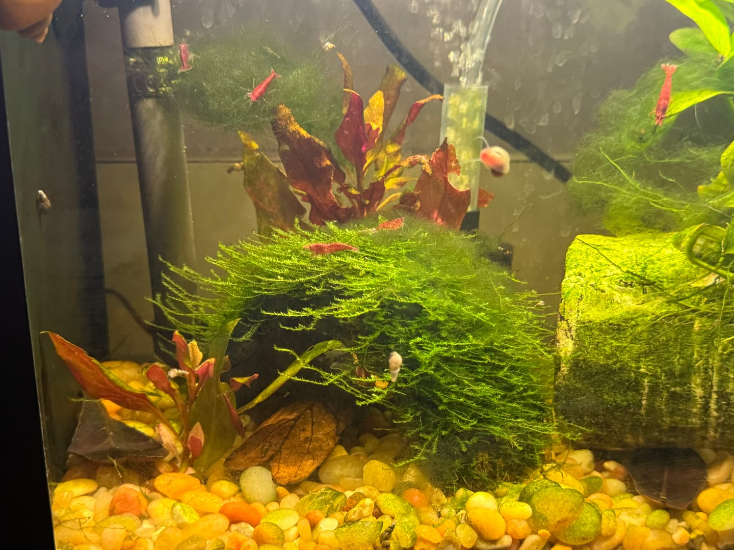 Customer photo review of Fire Red Cherry Shrimp