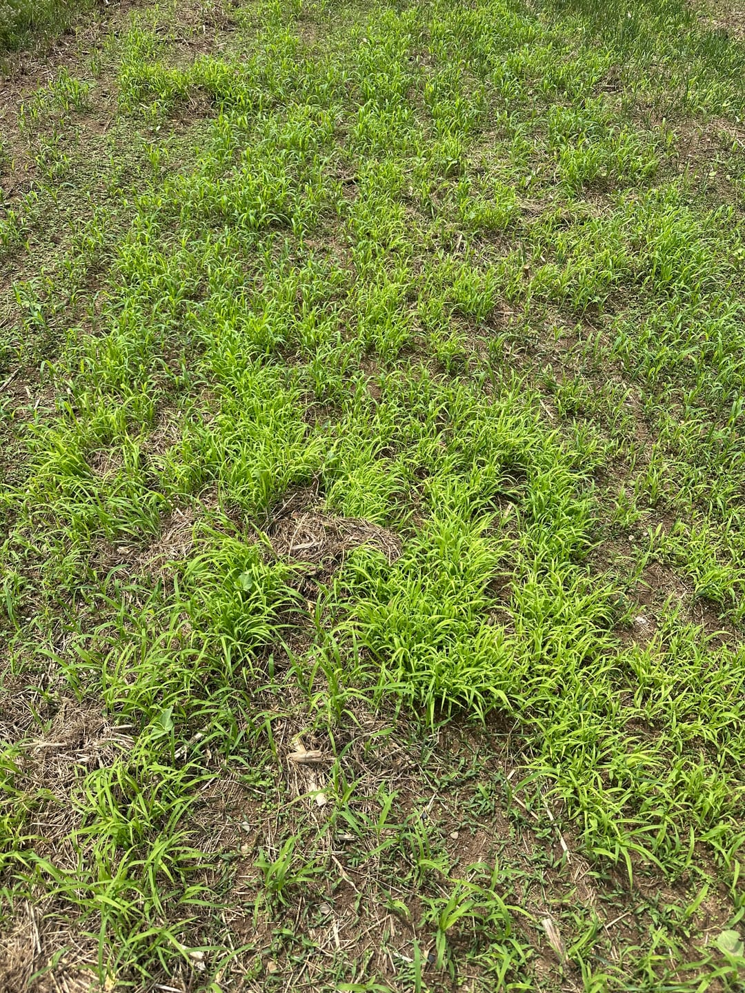 Customer photo review of Incognito™ Food Plot Seed