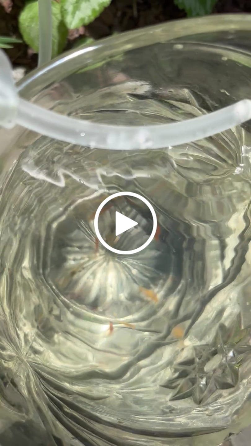 Customer video review of Orange Sunkist Shrimp