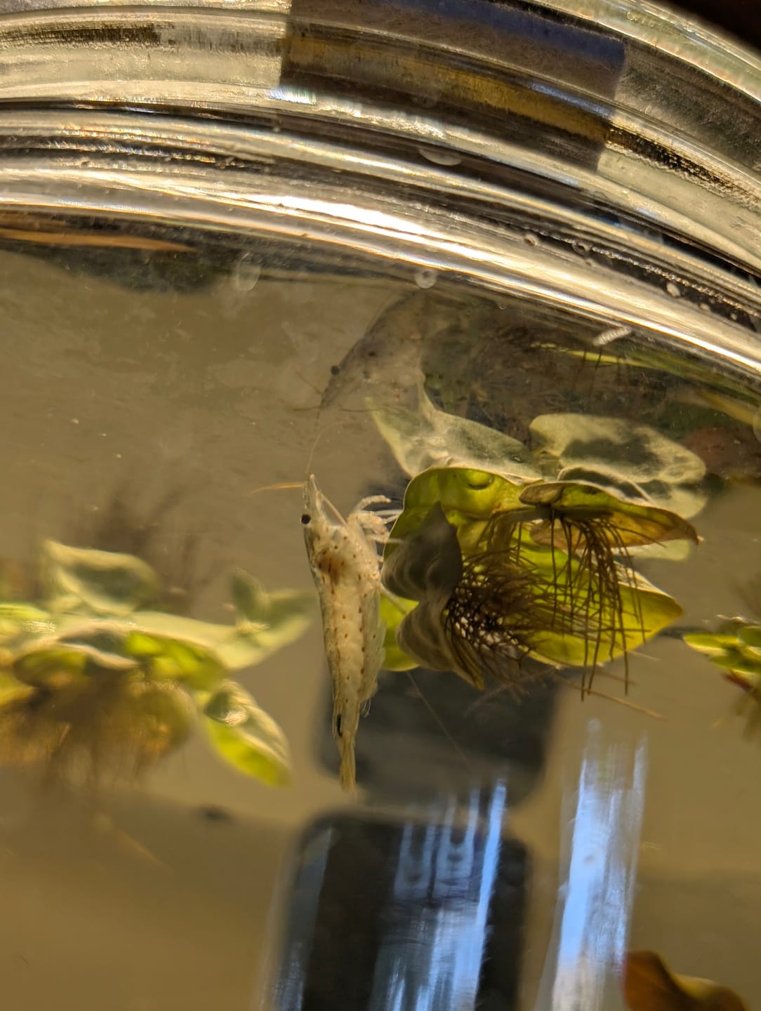 Customer photo review of Amano Shrimp