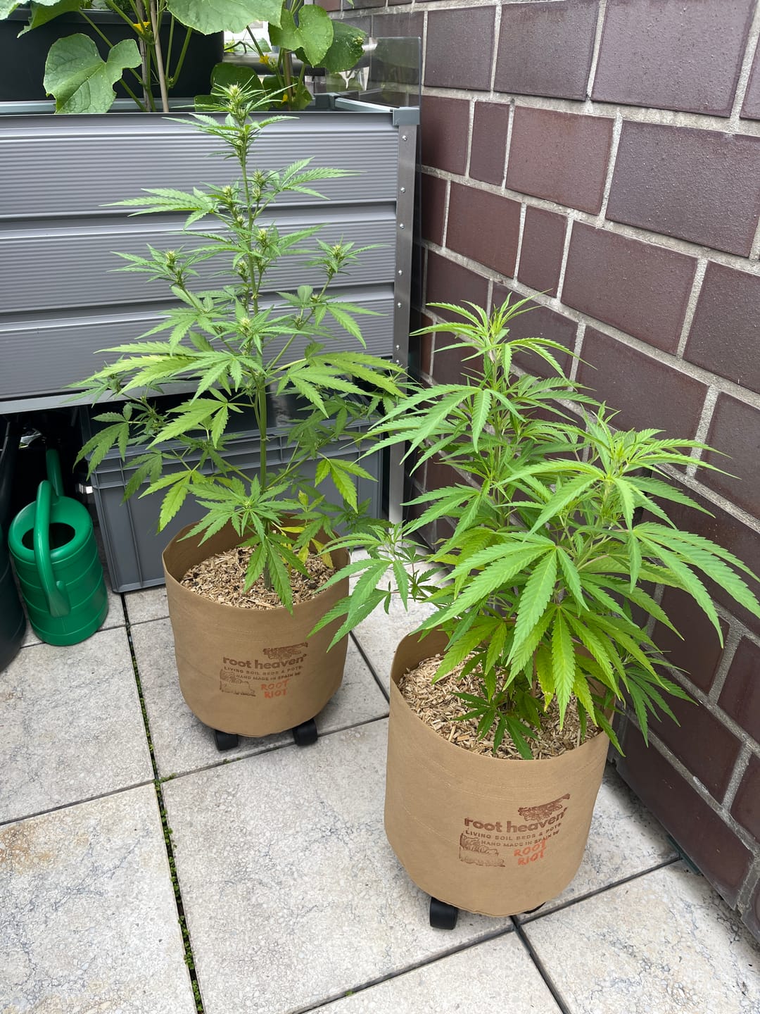 Customer photo review of Root Heaven Stoff Topf