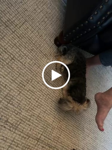 Customer photo review of Himalayan Yak Chews — 4 Flavor Variety Pack | Find Your Dog's Favorite (CA)