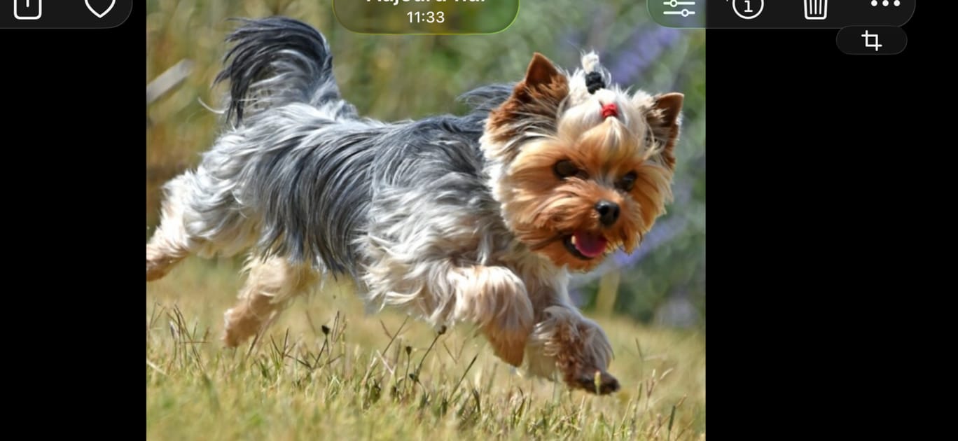 Customer photo review of Croquettes Volaille & Légumes - Chien Sénior