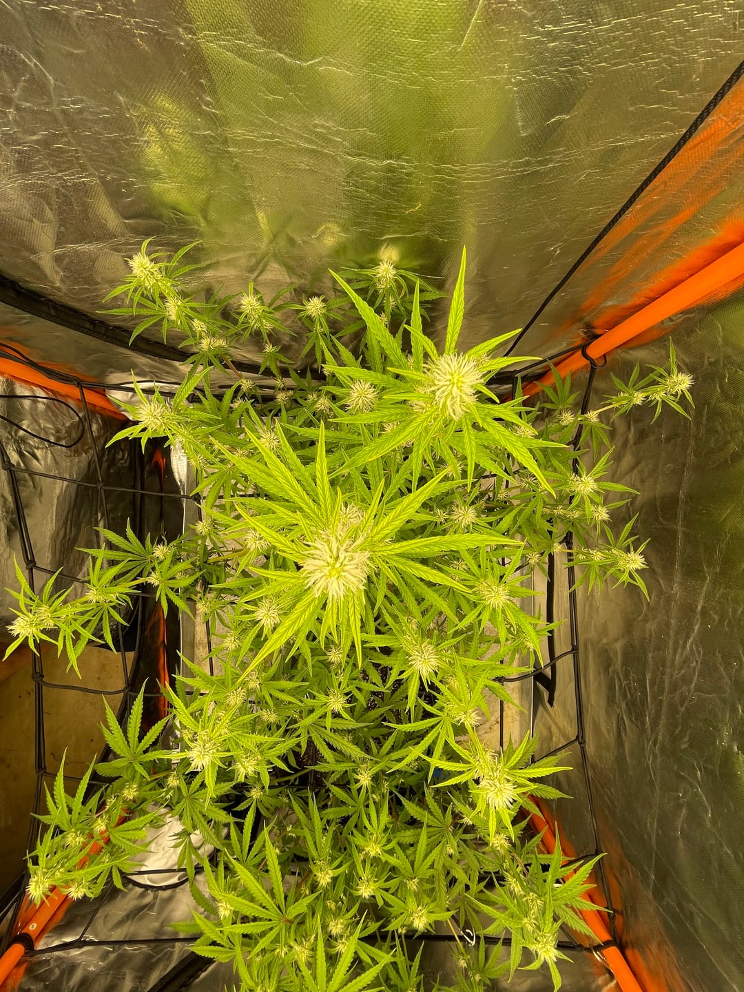 Customer photo review of Oreoz - Indoor - 4 Grams - Hybrid