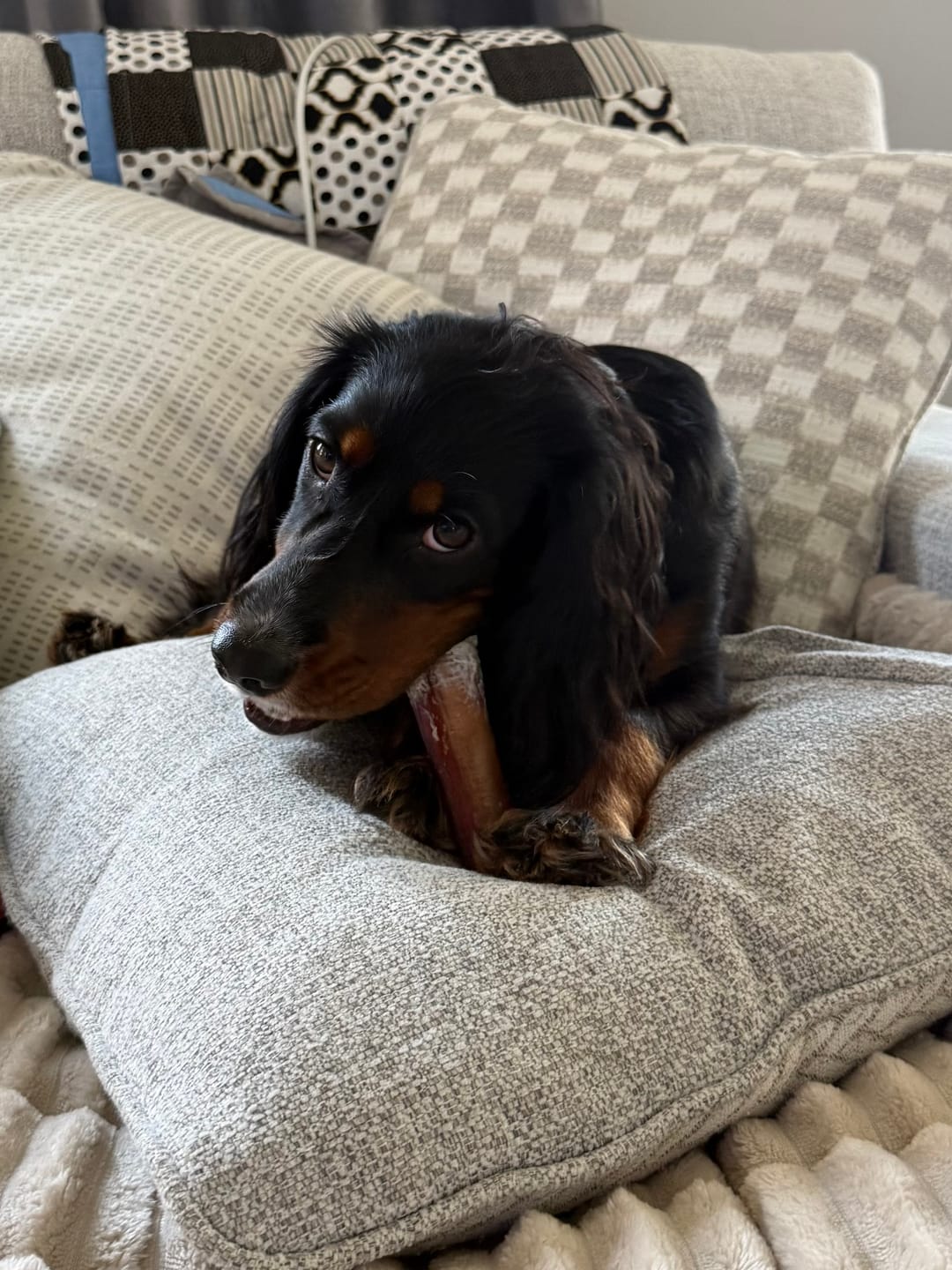 Customer photo review of 6 Inch Monster Bully Stick