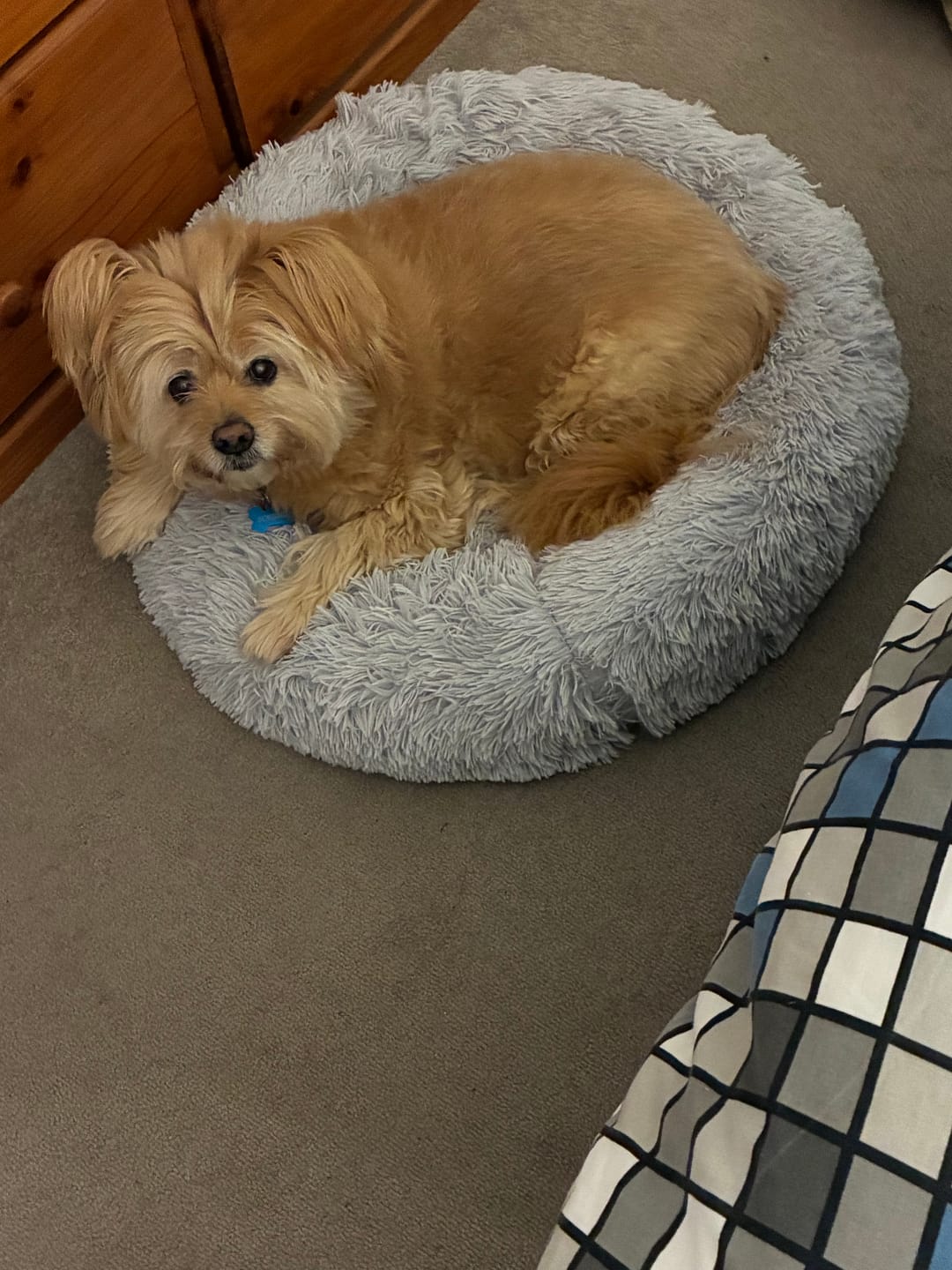 Customer photo review of Calming Pet Bed Machine Washable