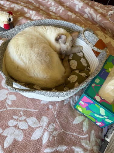 Customer photo review of Instinct Basket | Meet the first research-backed natural territory for indoor cats