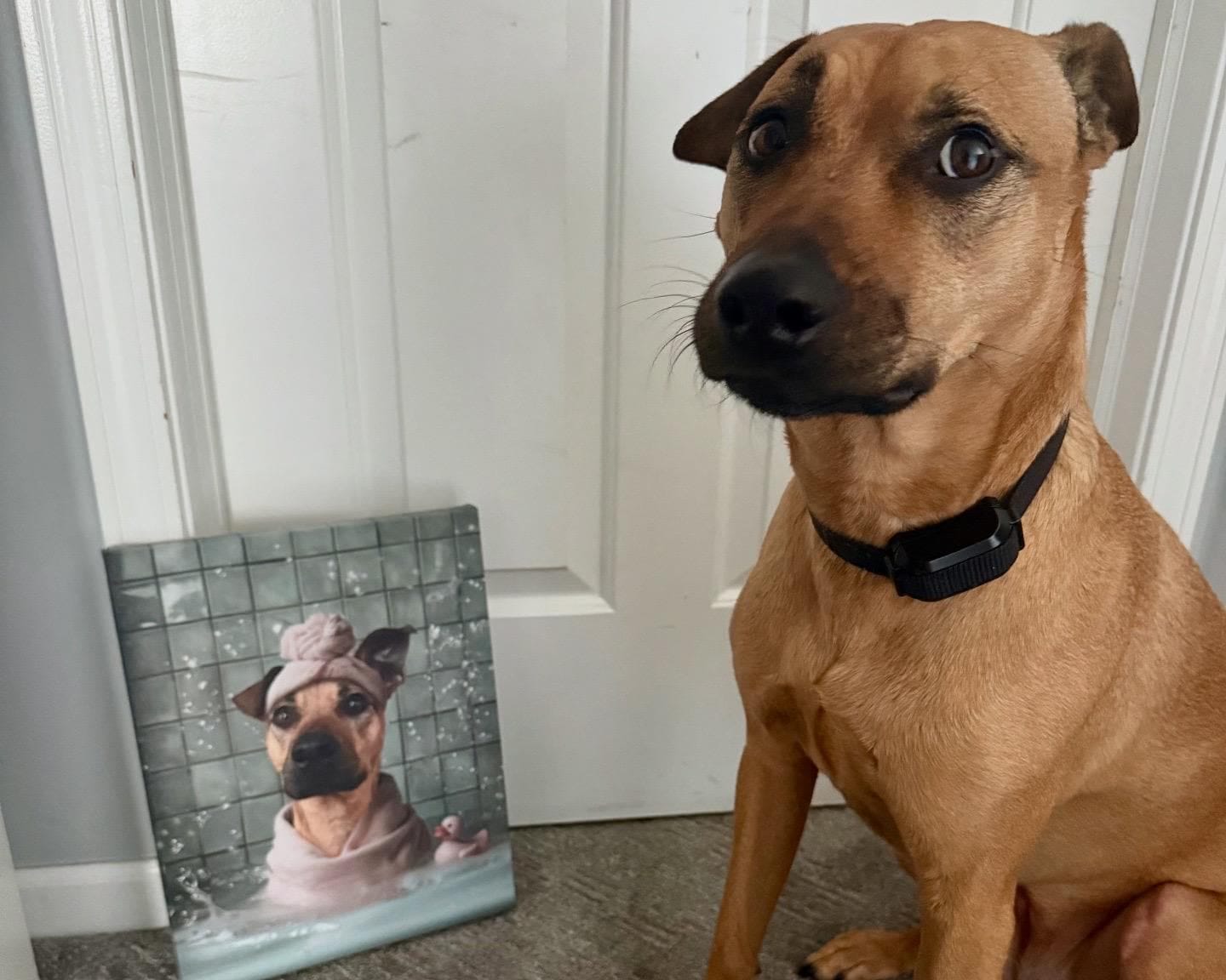 Customer photo review of Custom Spa Pet Portrait Canvas, Personalized Dog Bathroom Wall Art