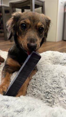 Customer photo review of Himalayan Yak Chews — 4 Flavor Variety Pack | Find Your Dog's Favorite (CA)