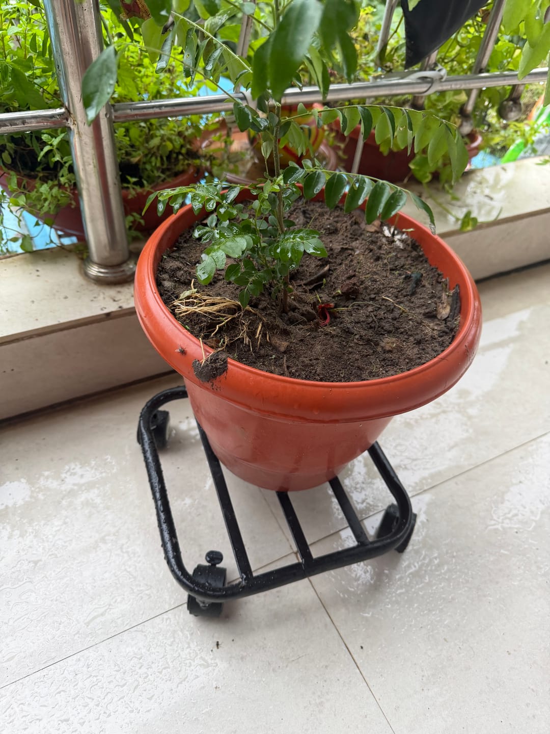 Customer photo review of TryGreen Daze Wheel Rolling Plant Stand for Planters