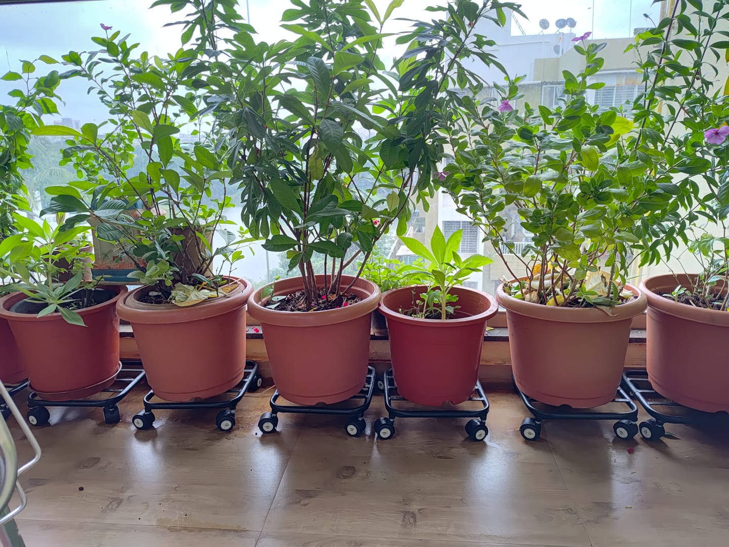Customer photo review of TryGreen Daze Wheel Rolling Plant Stand for Planters