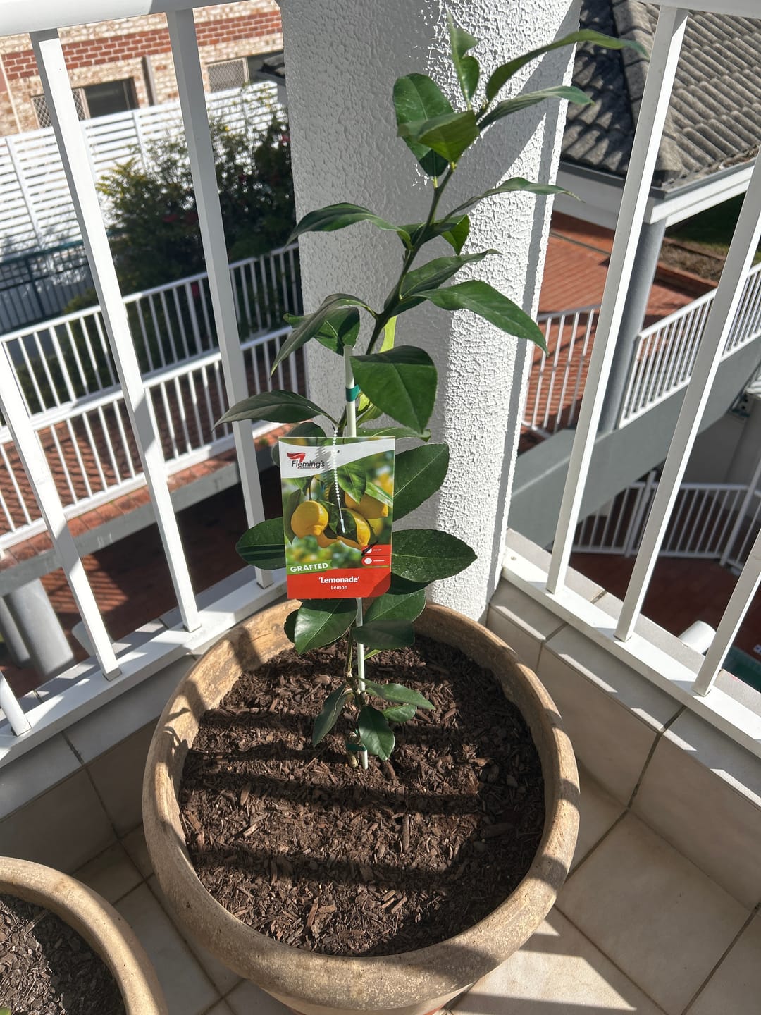 Customer photo review of Dwarf Lemonade Tree: RESTRICTED TO QLD