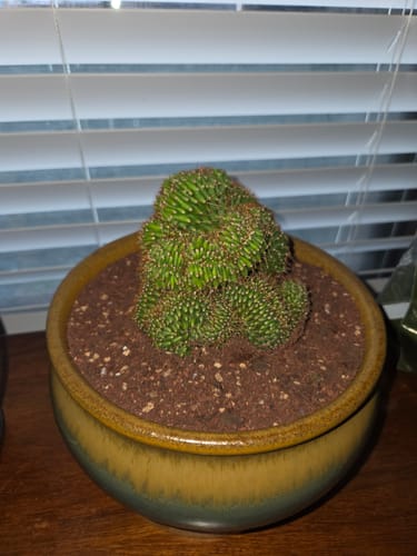 Customer photo review of Trichocereus Pachanoi Cristata | Crested San Pedro Cactus