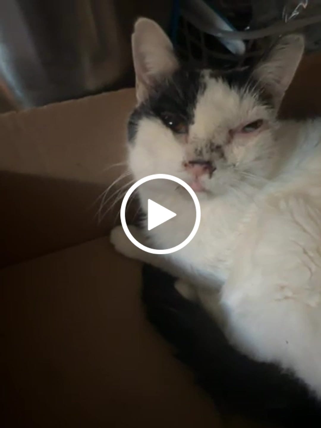 Customer video review of Breathe Easy Cat Cold, Sneezing & Respiratory Support