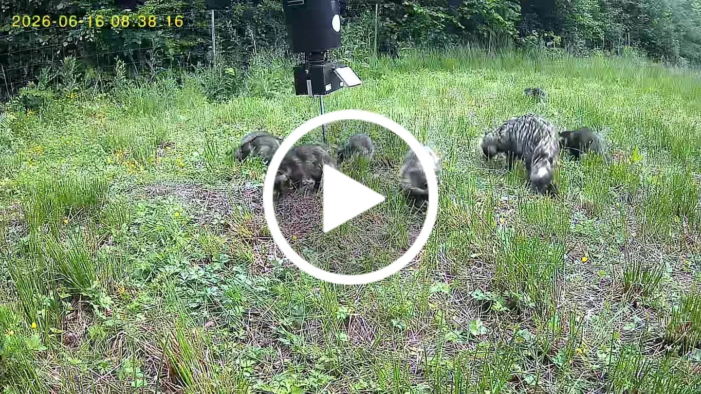 Customer video review of Coonfeeder
