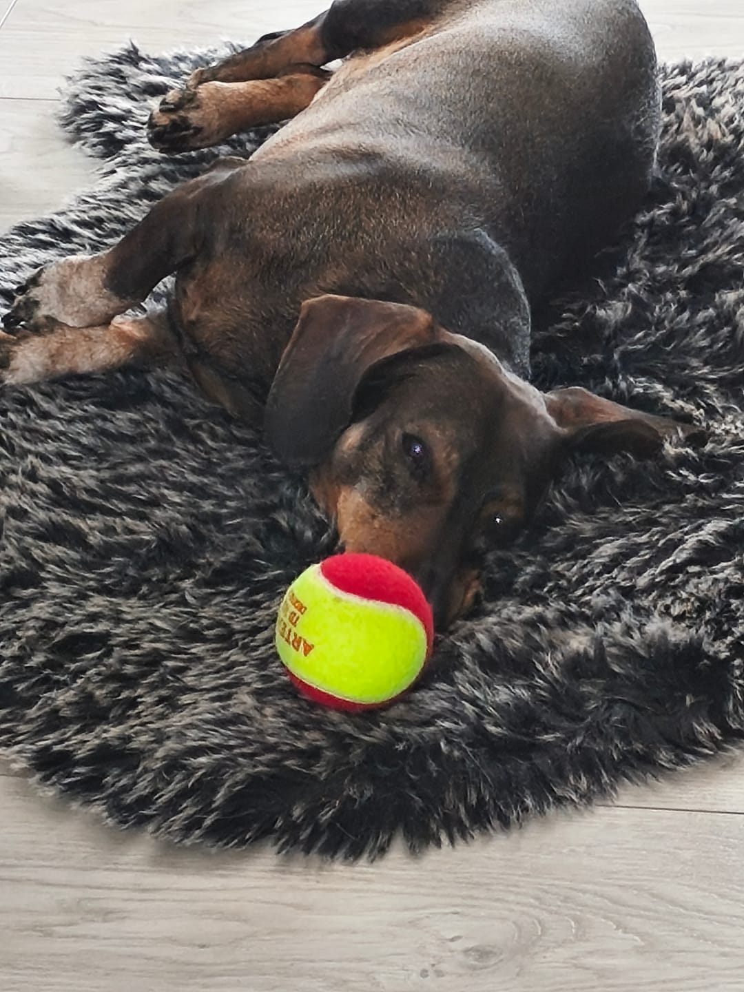 Customer photo review of Croquettes Volaille & Légumes - Chien Sénior