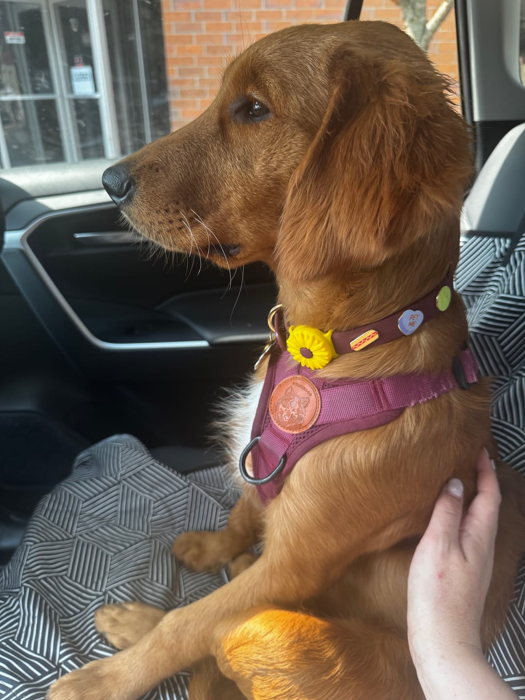 Customer photo review of Moodies Collar