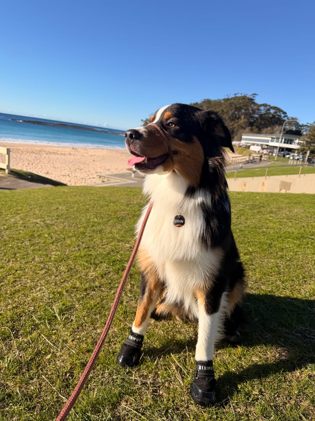 Customer photo review of AIR PUP DOG SHOES - SET OF 4