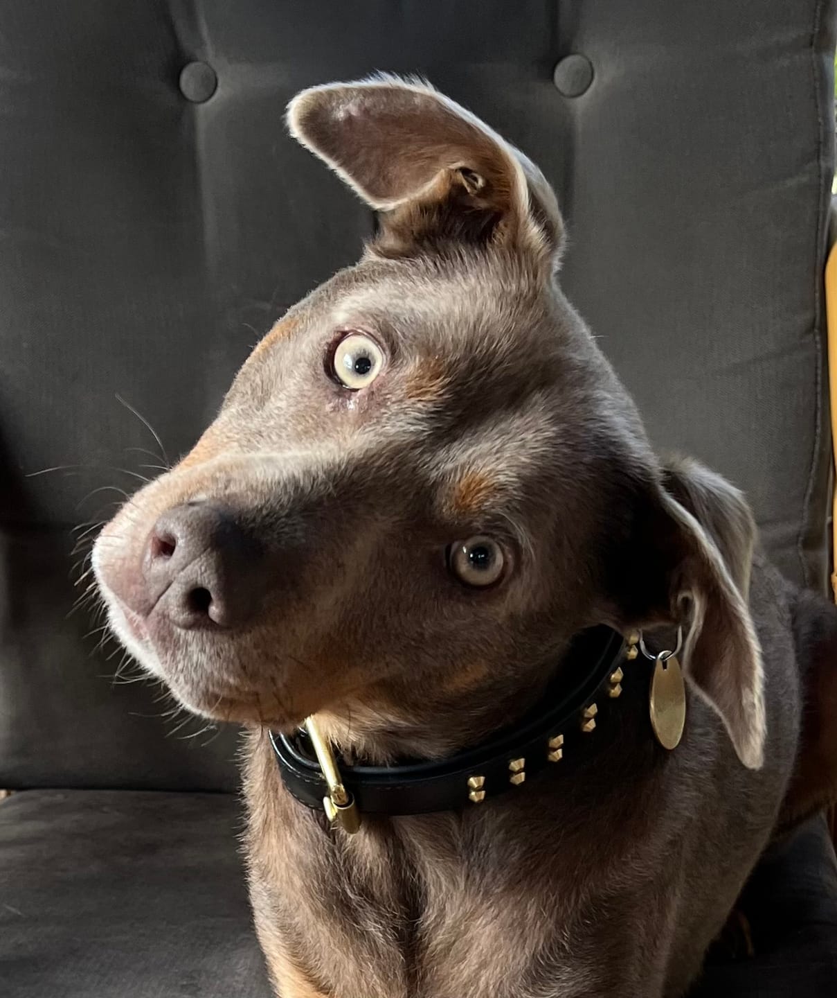 Customer photo review of Hand Made Leather Dog Collar- RuffNeck Black & Brass (Regular Fit)