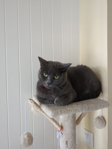 Le chat gris d'un client attend ses croquettes au saumon sur son arbre à chat.