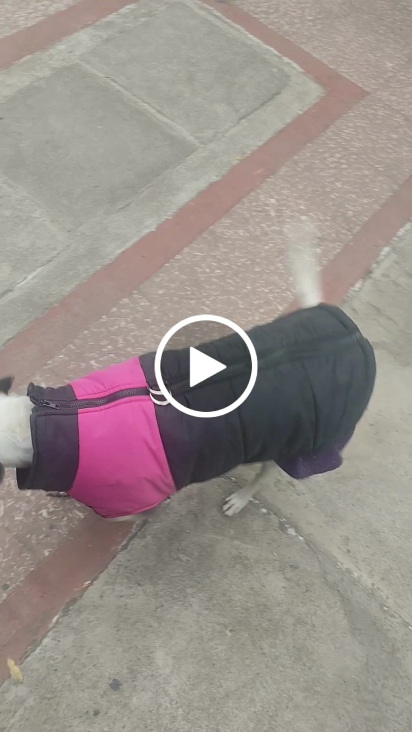 Customer video review of PetFamily Foods Cerdo Nordico