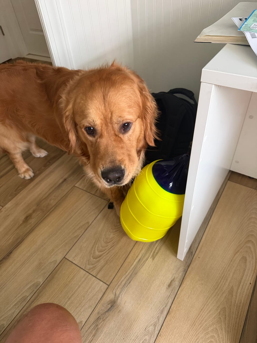 Customer photo review of LD-Series Low Drag Buoy LD-1 Standard Blue Ropehold