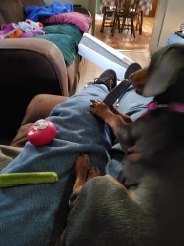 Customer photo review of Himalayan Yak Chews — 6 Flavor Variety Pack | Find Your Dog's Favorite (CA)