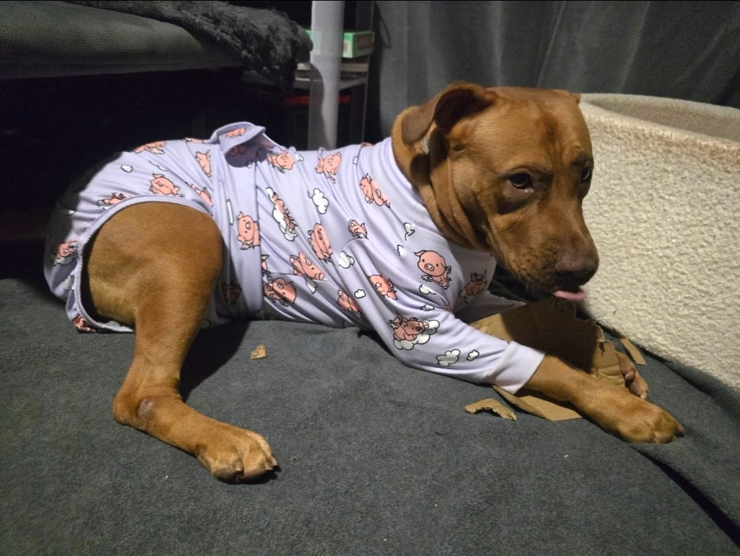 Customer photo review of Dog Surgical Suit